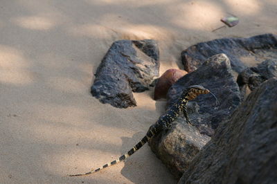 High angle view of animal on rock at beach