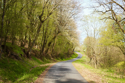 Road amidst trees in forest