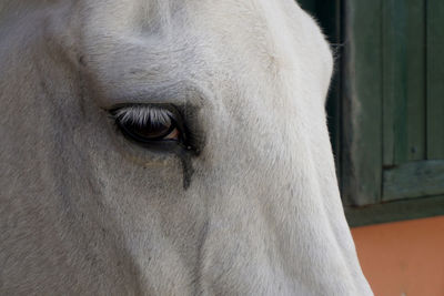 Horse and sorrow...