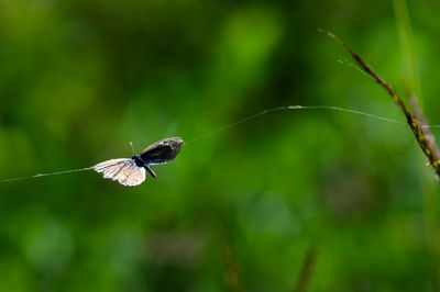 Close-up of butterfly stuck in spider web