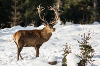 Deer on snow covered field