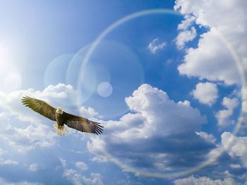 Low angle view of eagle flying in sky