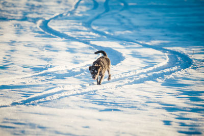 Bird perching on a snow