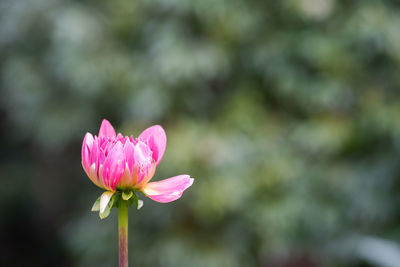 Close-up of pink flower