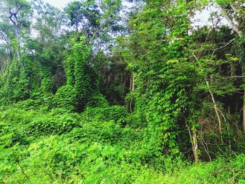 Plants and trees in forest