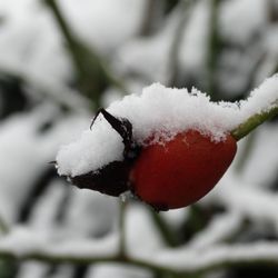 Close-up of frozen tree
