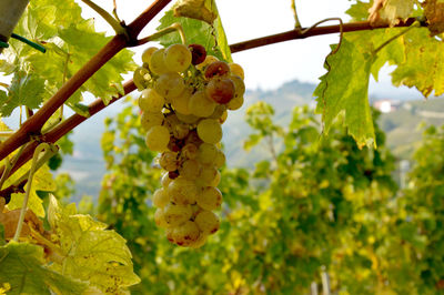 Close-up of fruits growing on tree