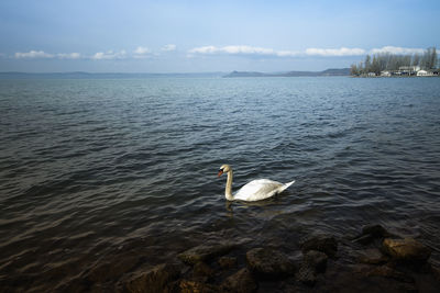 Swan swimming in lake against sky