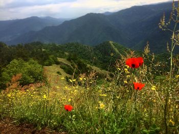 Close-up of plants against mountain range