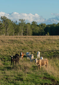 Cows in a field