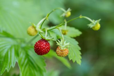 Close-up of strawberry on plant