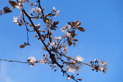 Low angle view of cherry blossom against blue sky