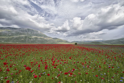 Scenic view of poppy field against cloudy sky