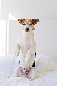 Closeup portrait of cute jack russell dog sit on bed and looking at camera on white duvet in bedroom