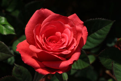 Close-up of red rose