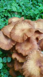 High angle view of mushrooms growing outdoors