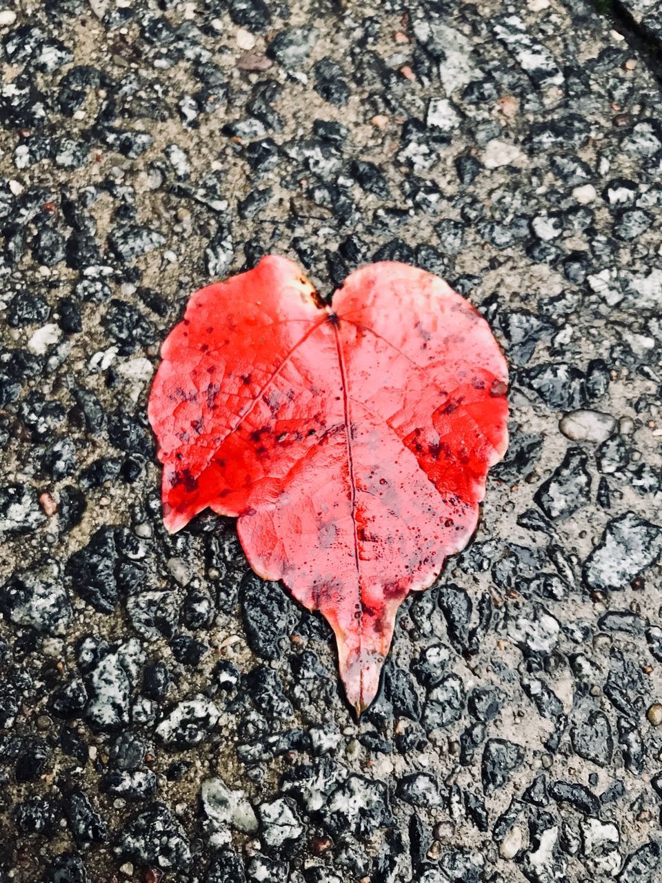 CLOSE-UP OF RED HEART SHAPE AUTUMN LEAF ON GROUND