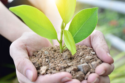 Cropped image of man hand holding small plant