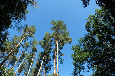 Low angle view of trees against sky