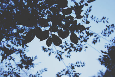 Close-up of snow on plant against sky