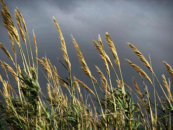 Close-up of stalks in field against sky