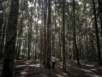 Rear view of people walking amidst trees in forest