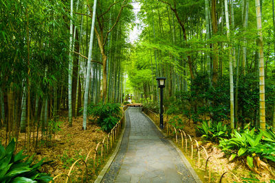 Footpath amidst trees in forest