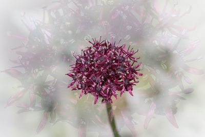 Close-up of flower plant