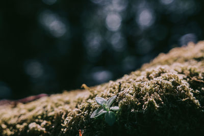 Close-up of moss growing on tree trunk