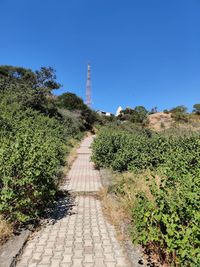 Footpath amidst plants against clear blue sky