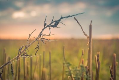 Close-up of plants on field against sky