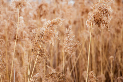 Pampas grass at sunset. reed seeds in neutral colors on a light background. dry reeds close up.