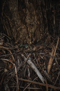 Close-up of tree roots in forest