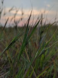 Close-up of crops growing on field against sky