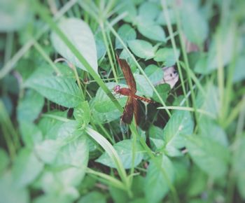 Close-up of insect on plant