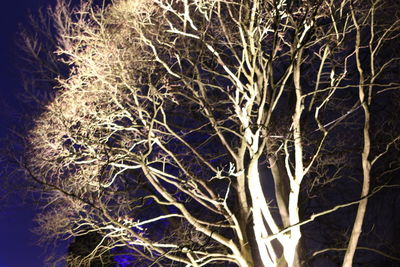 Bare trees against the sky