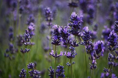 Close-up of lavender blooming outdoors