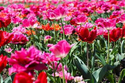 Close-up of pink flowering plants