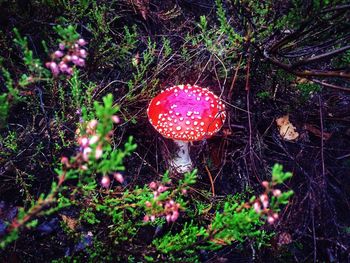 Close-up of fly agaric mushroom in forest