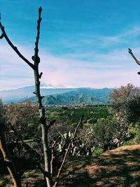 Plants growing on land against sky