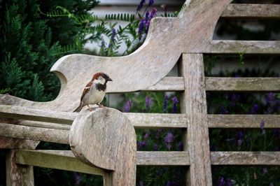 Bird perching on a fence