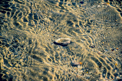 High angle view of starfish on beach