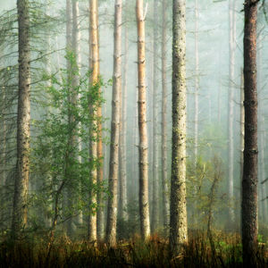 Pine trees in forest