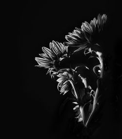 Close-up of flower over black background