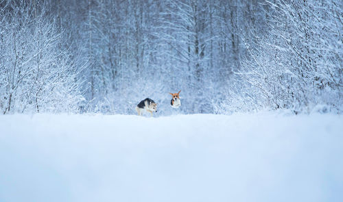 View of horse on snow covered land