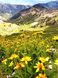 Yellow flowers growing in field