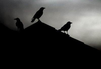 Low angle view of birds against clear sky