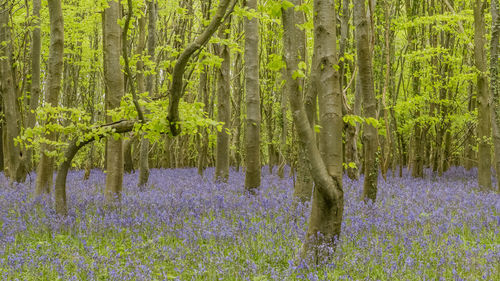 Panoramic view of purple flowering plants in forest