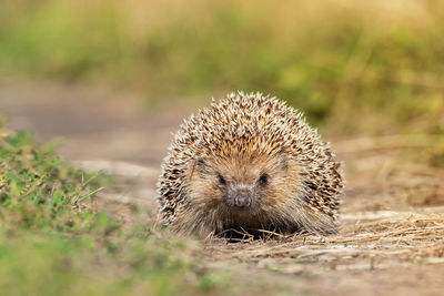 Close-up of an animal on grass