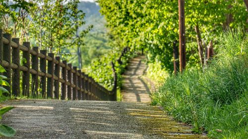 Footpath amidst trees in forest